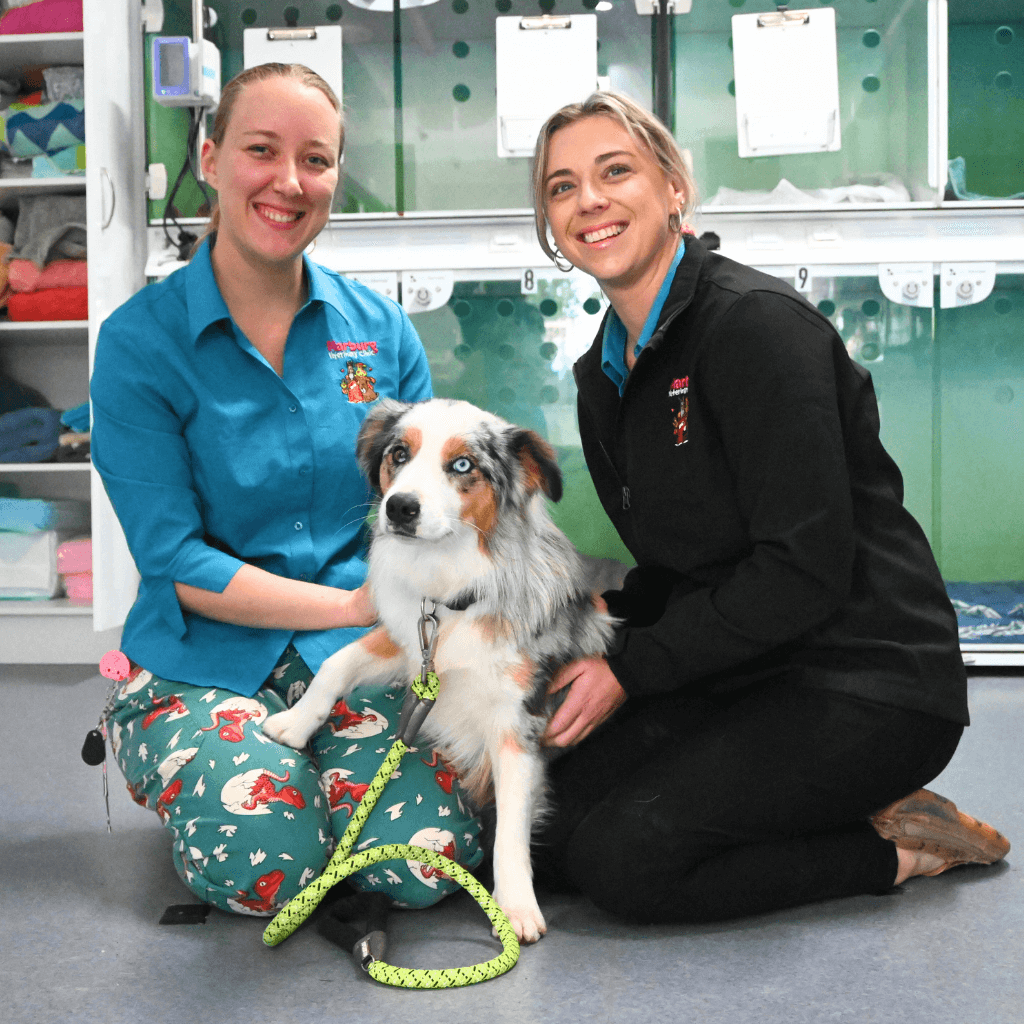 Small Animal Clinic